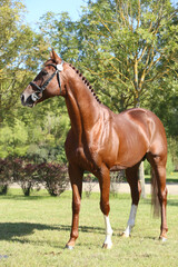Beautiful brown colored stallion showing skills at rural animal farm on horse survey show