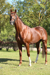 Beautiful brown colored stallion showing skills at rural animal farm on horse survey show