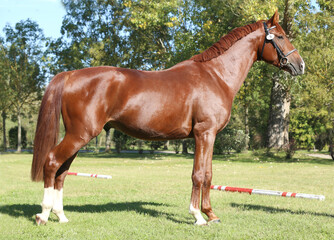 Obraz premium Beautiful brown colored stallion showing skills at rural animal farm on horse survey show