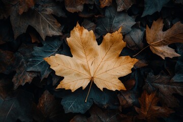 autumn leaf background