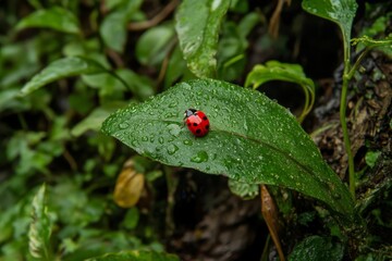 Ladybug on a Wet Leaf in the Jungle