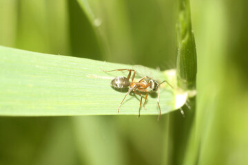 Macro Marvel: Insect Hidden Among Grass Blades