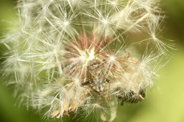 Macro Marvel: Insect Hidden Among Grass Blades