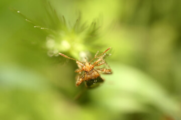 Macro Marvel: Insect Hidden Among Grass Blades