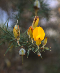 Beautiful close-up of ulex europaeus