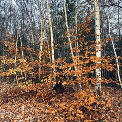 Golden brown leaves photographed in a forest in winter, with Silver Birch Trees in the foreground