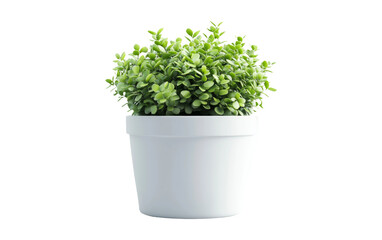 Fototapeta premium Potted Green Plant on Transparent Background