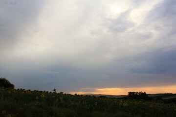 Obraz premium Sunset Over the Field: Nature's Golden Hour