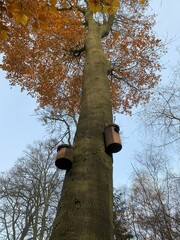 Bird Nesting boxes mounted on the trunk of a tall, mature Beech tree in Winter. 