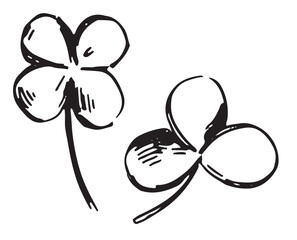 Sketch of clover plant leaves. Simple shamrock leaf in engraving style. Botanical vector illustration isolated on white.