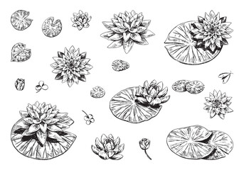 Outline drawings collection of water lily plants. Set of lotus flowers, leaves in sketch style. Botanical vector illustration isolated on white.
