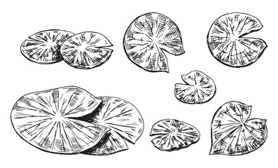 Outline drawings collection of water lily plants in pond, leaf pads. Set of lotus leaves in sketch style. Botanical vector illustration isolated on white.