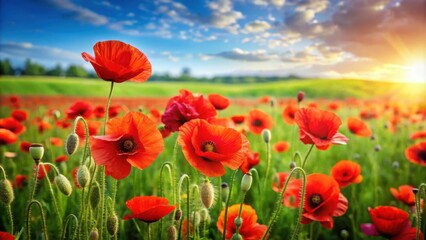 Fototapeta premium Vibrant red poppies stand out in a lush green field , Flowers, Nature, Spring, Meadow, Blooming, Bright, Colorful, Petals