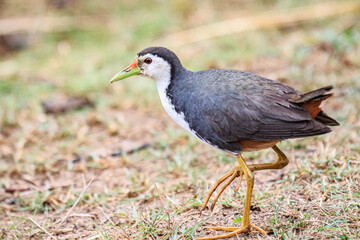 White-breasted Waterhen Walking in Natural Habitat, Mai Po Natural Reserve, Hong Kong