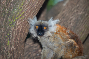 Blue eyed lemur on tree in forest