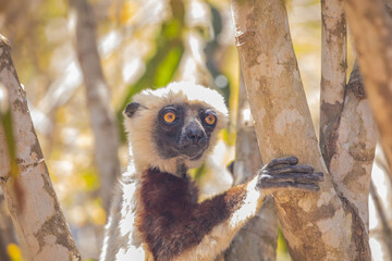 Endangered Coquerel's Sifaka Lemur Propithecus coquereli Madagascar