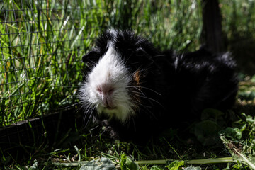 Meerschweinchen rosette tier Nager
