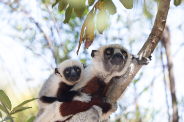 Endangered Coquerel's Sifaka Lemur Propithecus coquereli Madagascar