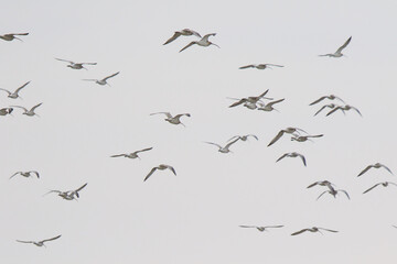 A Flock of Eurasian Whimbrel Flying in Formation Against a Blue Sky