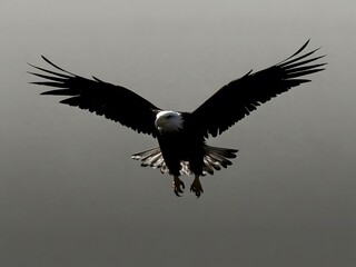 Obraz premium Vector of eagle silhouette in flight.
