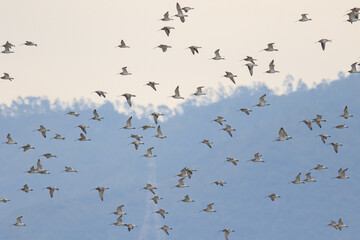 A Flock of Eurasian Whimbrel Flying in Formation Against a Blue Sky