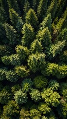 Fototapeta premium Vertical aerial view of a forest.