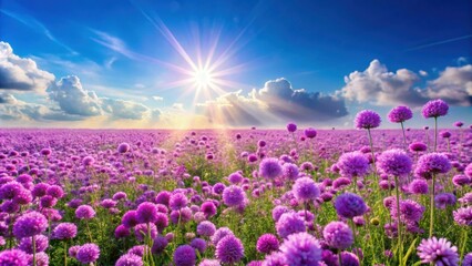 Fototapeta premium A beautiful field of purple flowers blooming under the sunny sky, purple, flowers, field, nature, blooming, meadow, spring