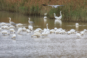Mixed Flock of Spoonbills and Herons Searching Food in Wetland Habitat, Mai Po Natural Reserve, Hong Kong
