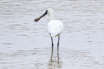 Black-Faced Spoonbill Catching Shrimp in Shallow Water, Mai Po Natural Reserve, Hong Kong