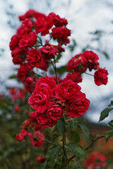 Mature red roses in garden: large bouquet of aging flowers.