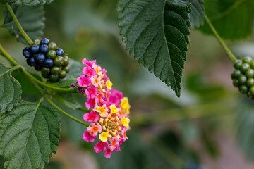 ランタナの小さな花と実