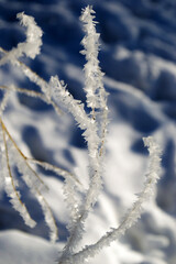 Frost pattern on three branches at sunny winter day. Ice crystals freezing after fog with changes in temperature and air humidity.