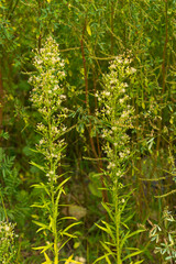 Kanadisches Berufkraut (Conyza canadensis)	