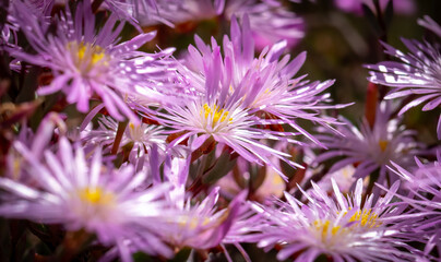 Isolated pale mauve Lampranthus or Vygie (Lampranthus amoenus), Haarlem. © Adrian