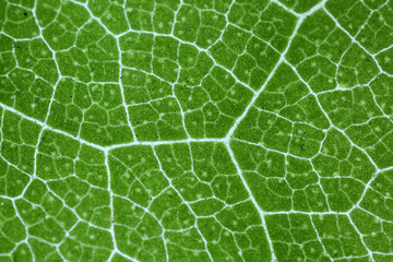 Leaf vascular system lit by transparence