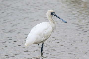 Black-Faced Spoonbill Standing Gracefully on One Leg in Water, Mai Po Natural Reserve, Hong Kong