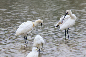 Black-faced Spoonbills Preening in Shallow Waters, Mai Po Natural Reserve, Hong Kong

