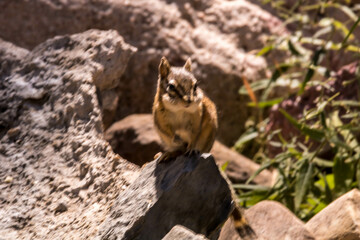 Squirrel, Chipmunk on rock