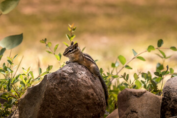 Squirrel, Chipmunk on a log