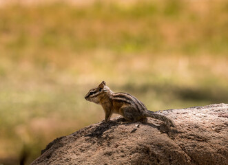 Squirrel, Chipmunk on a log