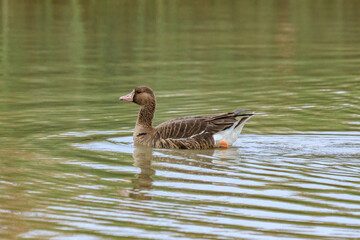 Fototapeta premium White Fronted Goose Swimming in Calm Pond, Mai Po Natural Reserve, Hong Kong