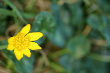 Lesser celandine - Ranunculus ficaria - Ficaria grandiflora Robert - Ficaria verna Huds. -...