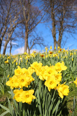 Obraz premium Daffodils in flower - Narcissus - Jonquil - spring-flowering bulbous perennials - Amaryllis family - subfamily Amaryllidoideae - Duthie park - Aberdeen - Scotland - UK