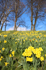 Fototapeta premium Daffodils in flower - Narcissus - Jonquil - spring-flowering bulbous perennials - Amaryllis family - subfamily Amaryllidoideae - Duthie park - Aberdeen - Scotland - UK
