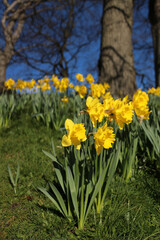 Obraz premium Daffodils in flower - Narcissus - Jonquil - spring-flowering bulbous perennials - Amaryllis family - subfamily Amaryllidoideae - Duthie park - Aberdeen - Scotland - UK
