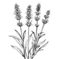 Fototapeta premium Lavender vector illustrations - hand drawn lavender - black and white lavender isolated on white background 