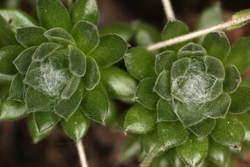 Rosette of Sempervivum arachnoideum - cobweb houseleek - Succulent perennial - Crassulaceae