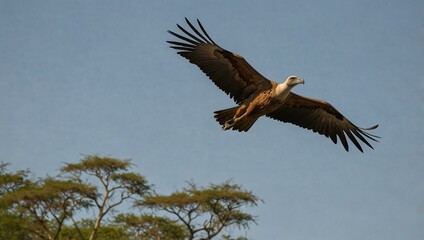 Vulture soaring above the savannah.