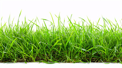 Fototapeta premium Green grass on white background