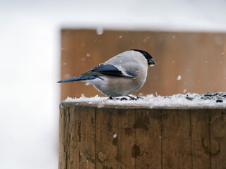 Male of grey bullfinch (also known as the grey-headed bullfinch) perched on a tree stump during a...
